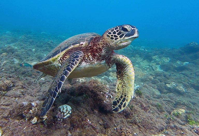 TRY SCUBA DIVING AND DIVE WITH TURTLES! PADI DISCOVER SCUBA DIVING in HAWAII with Aaron's Dive Shop!