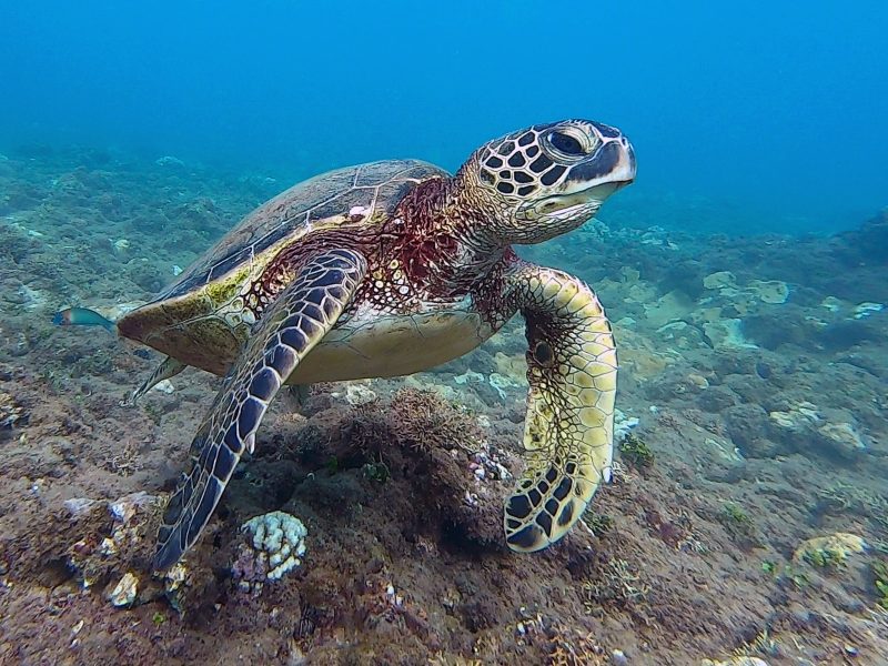 TRY SCUBA DIVING AND DIVE WITH TURTLES! PADI DISCOVER SCUBA DIVING in HAWAII with Aaron's Dive Shop!