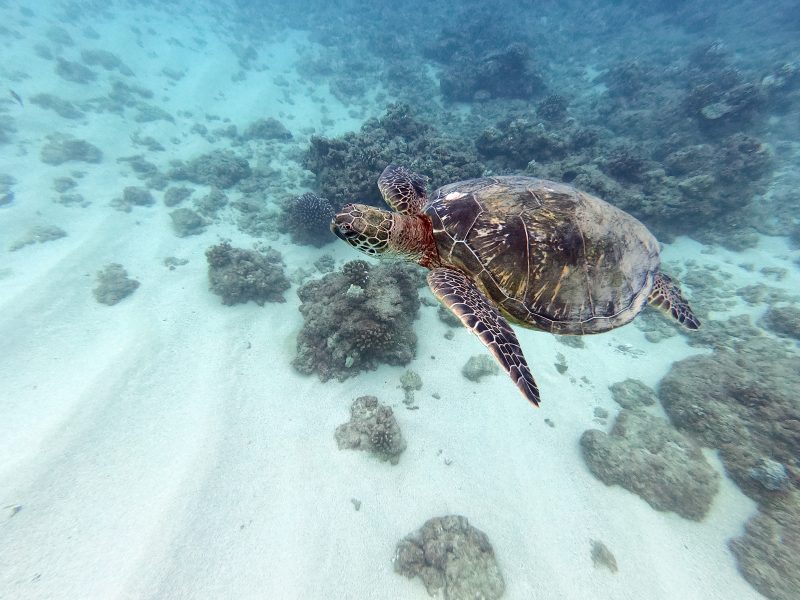 snorkel with turtles