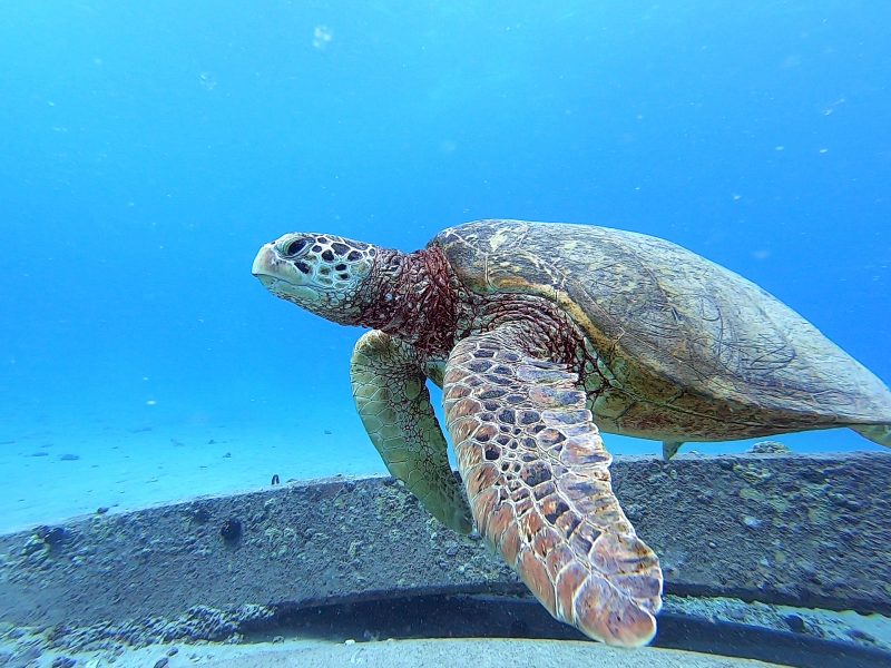 SCUBA WITH TurtleS - Green SEA TURTLE