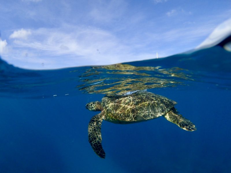 snorkel with turtles