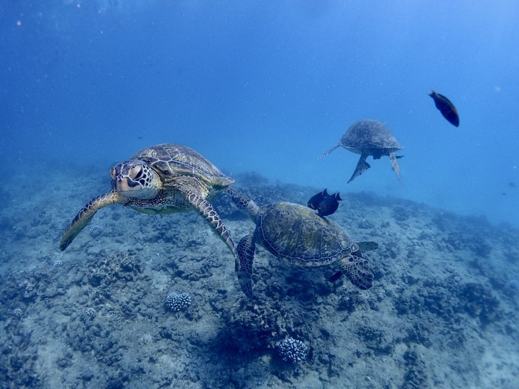 snorkel with turtles