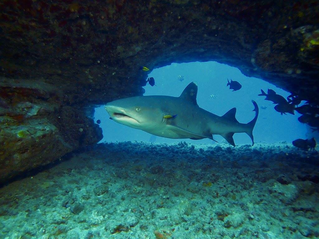White tip reef shark6