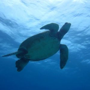 turtle - below