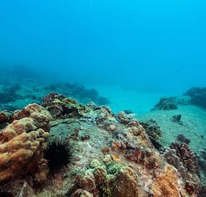 Dive Site Kewalo Pipe