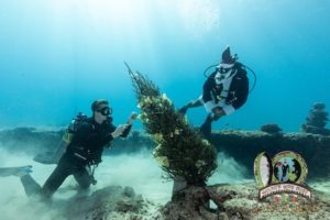 Scuba diving with Santa and underwater Christmas tree decorating
