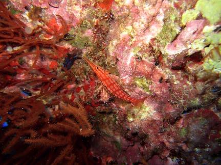 Longnose Hawkfish in Black Coral