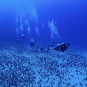 Oahu Drift Diving